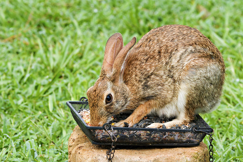 Cottontail Rabbit with head down eating seeds from a bird feeder tray placed on a stone base in the grass.