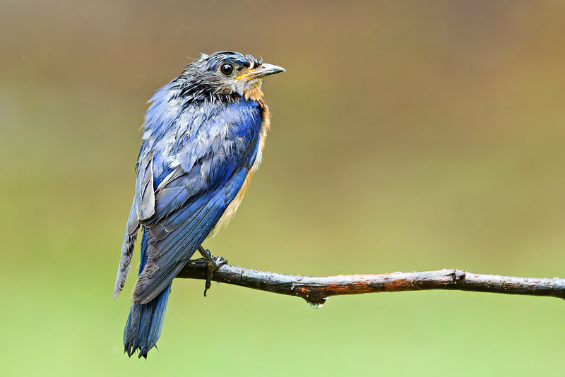 Wet male Eastern Bluebird perched on a rain-slicked branch with blurred background in Arkansas yard.