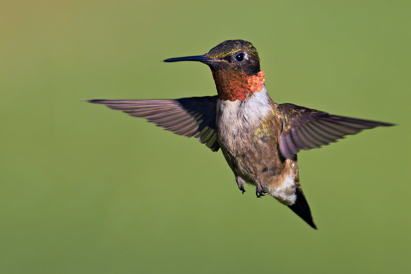 Ruby-throated Hummingbird Hovering in Midair Male Ruby-throated Hummingbird in flight with glowing red throat, photographed in Arkansas against a soft green background.