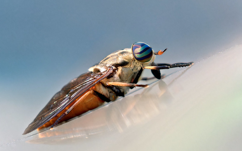 Side view macro shot of a male Horse Fly with iridescent eyes and detailed body texture on the hood of a vehicle.