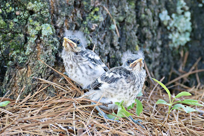 Two baby Northern Mockingbirds resting on pine needles at the base of an oak tree.