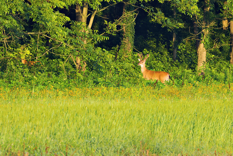 White-tailed Buck standing at the edge of a forest in golden morning light at Holla Bend NWR.