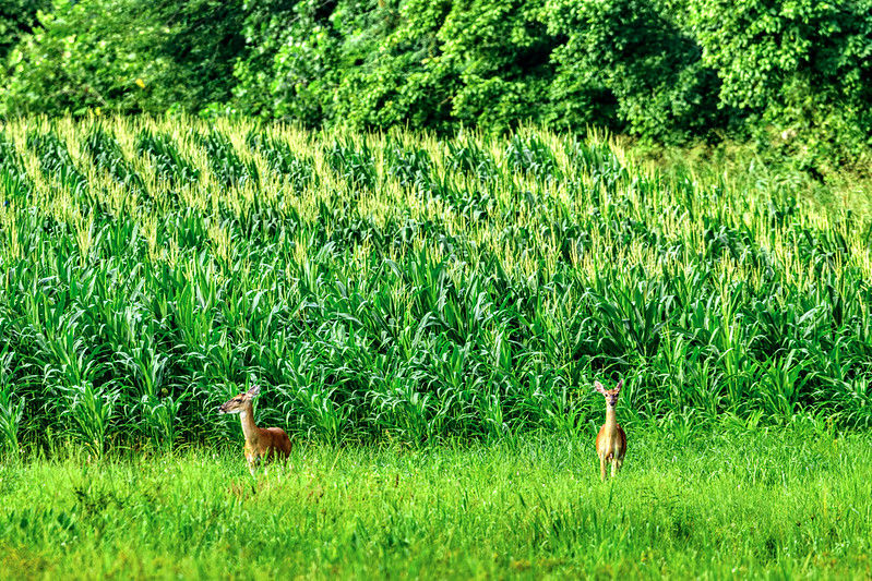 White-tailed Deer in Cornfield Two white-tailed deer standing in front of green cornfield with forest backdrop in morning light
