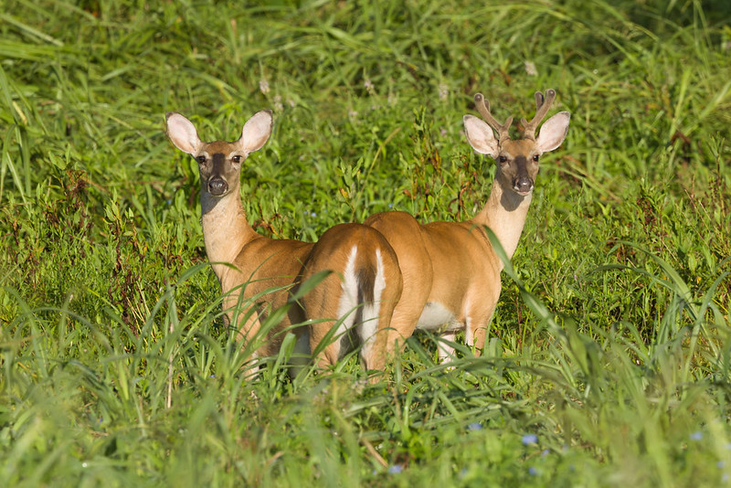 White-tailed Doe and young Buck with velvet antlers standing alert in tall green grass at Holla Bend.
