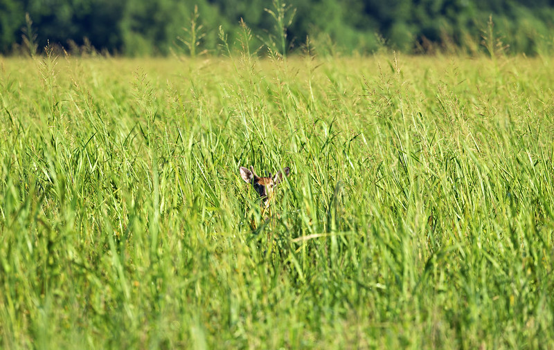Young White-tailed Buck partially concealed in tall Johnson grass at Holla Bend.
