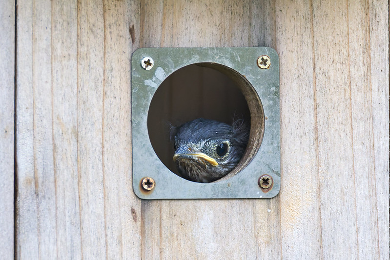 Close-up of a young Eastern Bluebird inside a wooden nest box, looking forward with wide eyes through the round entrance hole.