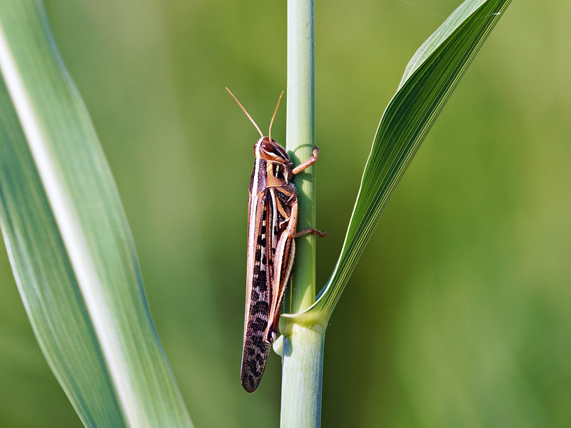 Close-up of an American Birdwing Grasshopper perched on a grass stem at Sequoyah National Wildlife Refuge, photographed with a Canon EOS R7 and 100–500mm lens.