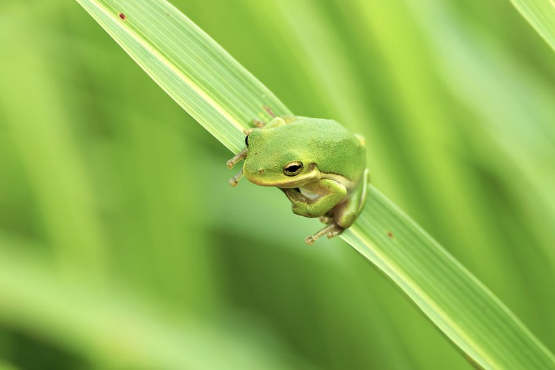 American Green Tree Frog clinging to a diagonal green grass blade in Oklahoma wetland habitat.