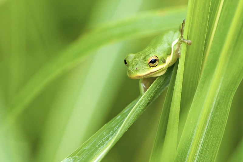 American Green Tree Frog peeking between green grass blades in its natural wetland habitat in Oklahoma.