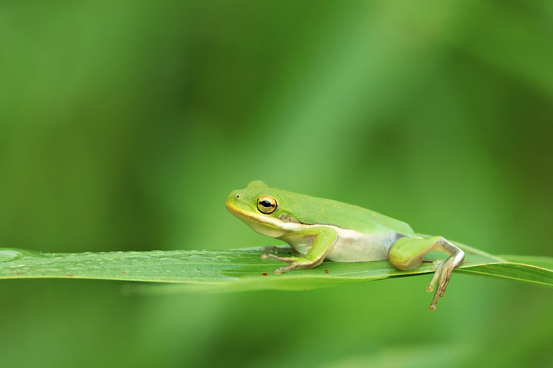American Green Tree Frog lying still on a long green leaf with dewdrops in Sequoyah National Wildlife Refuge.