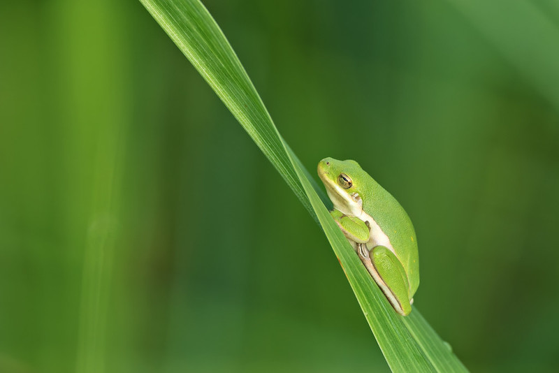 Side view of American Green Tree Frog holding onto a single green leaf against a blurred natural background.