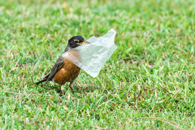 American Robin standing on green grass holding a large piece of plastic in its beak, photographed in an Arkansas backyard during nest building.