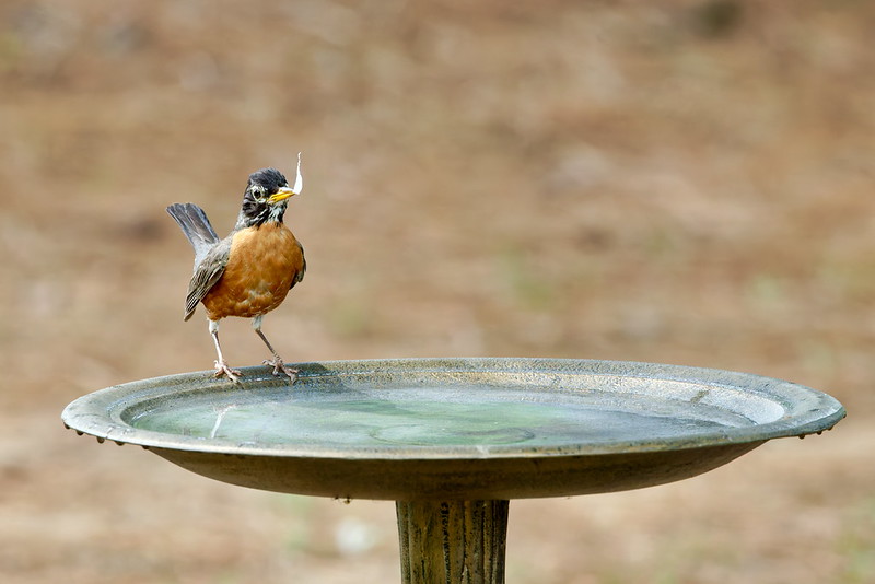 American Robin perched on a backyard birdbath holding a white strip of plastic in its beak before drinking water.