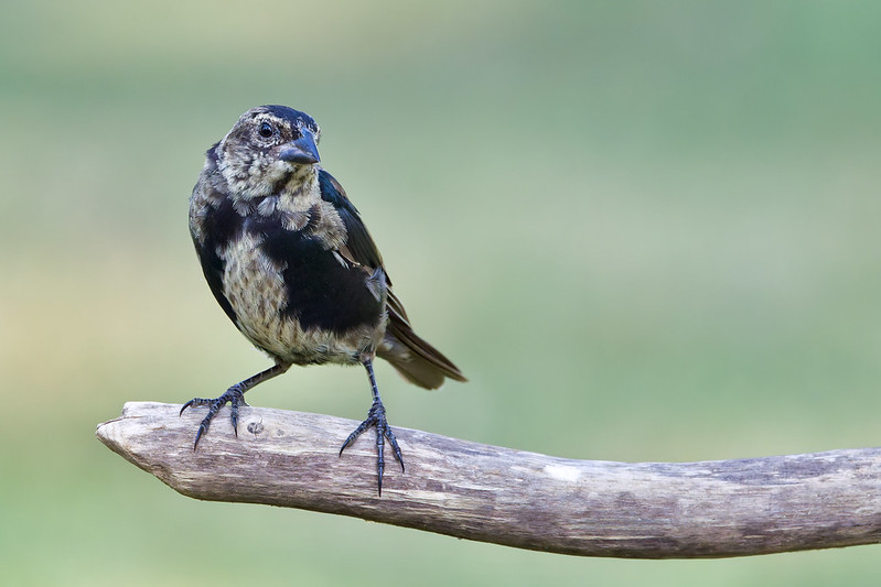 Molting Brown-headed Cowbird on a branch with mottled brown and black feathers.