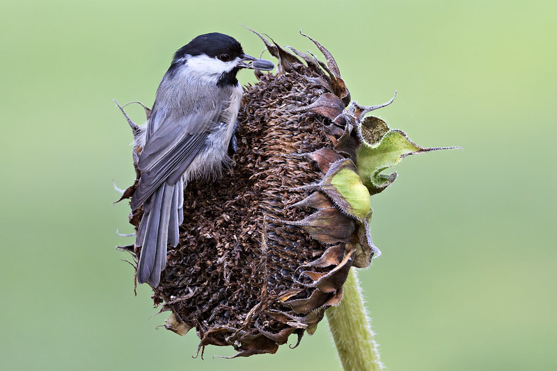 Carolina Chickadee pulling a seed from a dried sunflower head with its beak.