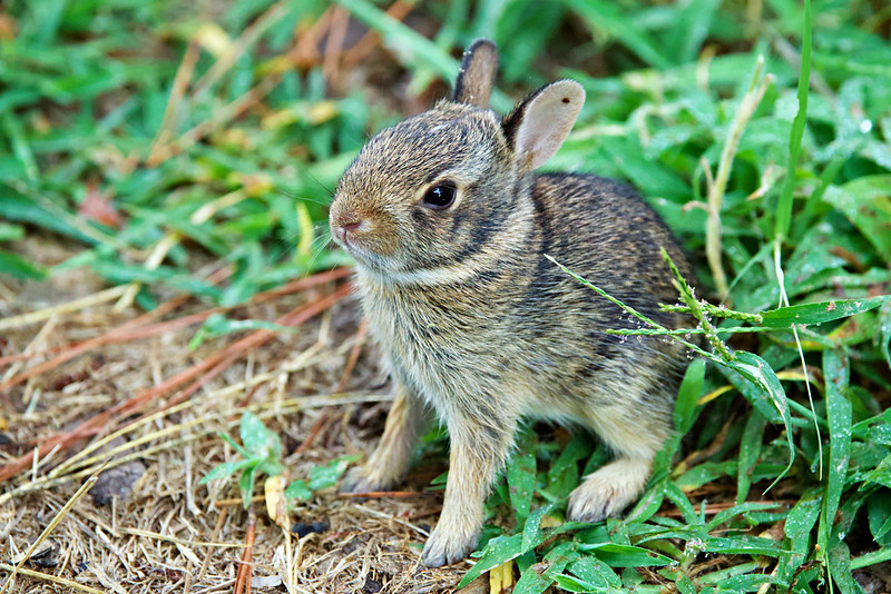 Young Eastern Cottontail Rabbit standing alert in short green grass, photographed in Arkansas on a dewy August morning.
