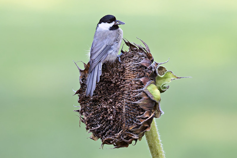 Chickadee holding a sunflower seed while perched on a large dried sunflower.