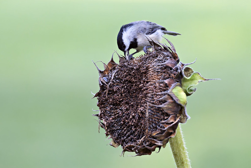 Carolina Chickadee removing a seed from a dried sunflower head using its beak.
