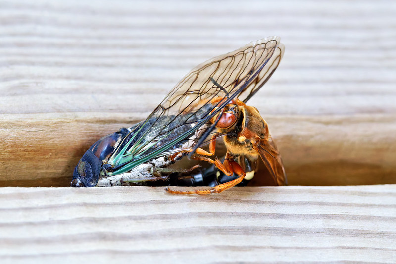 Cicada killer wasp attempting to push a paralyzed cicada through a small gap between wooden deck boards in Arkansas.