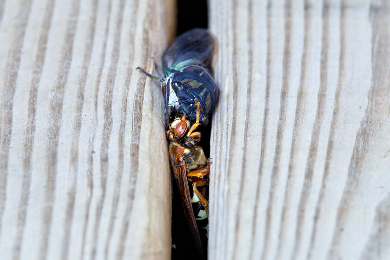 Cicada killer wasp pulling a paralyzed cicada between narrow gaps in wooden deck boards.
