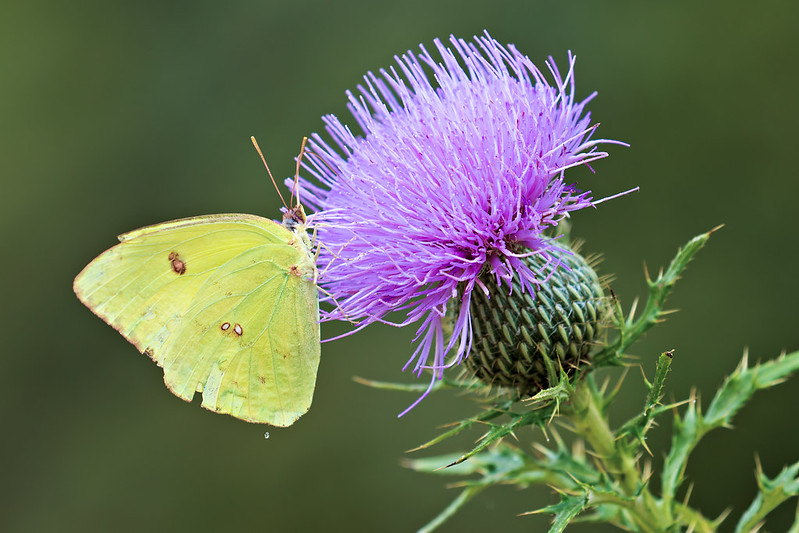 Cloudless Sulphur butterfly with pale yellow wings feeding on a purple thistle flower in the Ouachita National Forest, Arkansas.