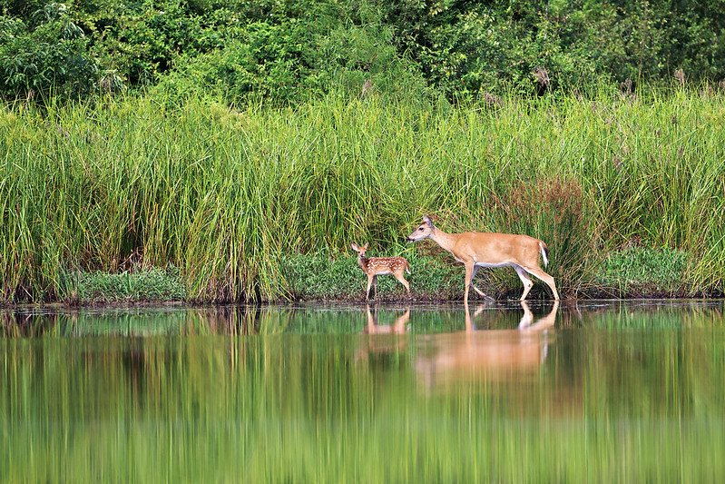 White-tailed deer and fawn walking along a calm shoreline with tall green grasses in the background, reflected in the still water.