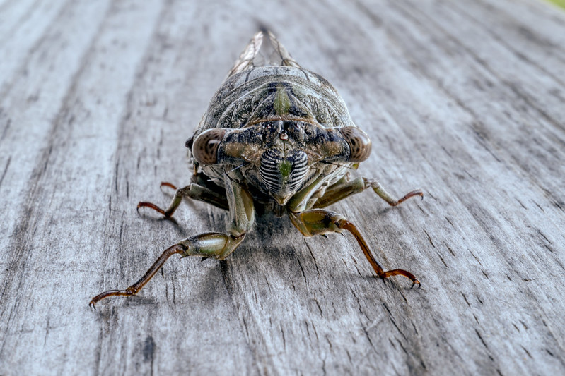 Close-up view of a Dog-day Cicada on wood, highlighting its eyes, legs, and green markings.