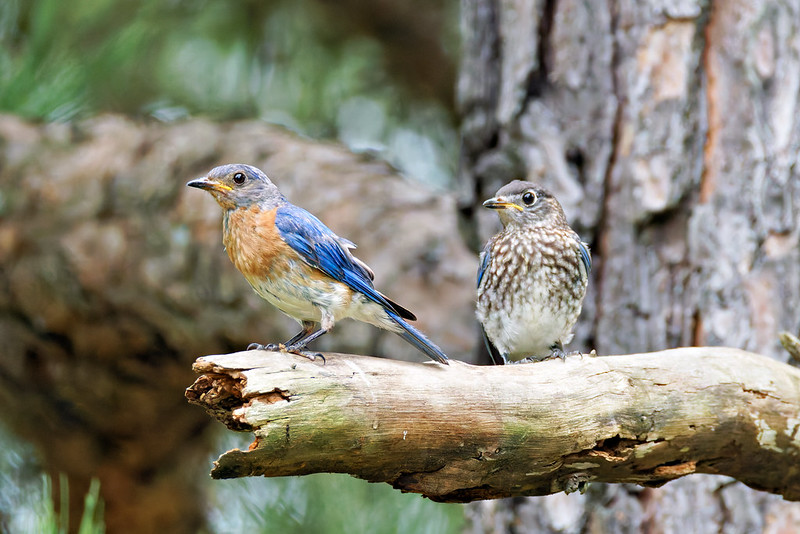 Eastern Bluebird perched on a pine branch next to its fledgling after feeding it a caterpillar.