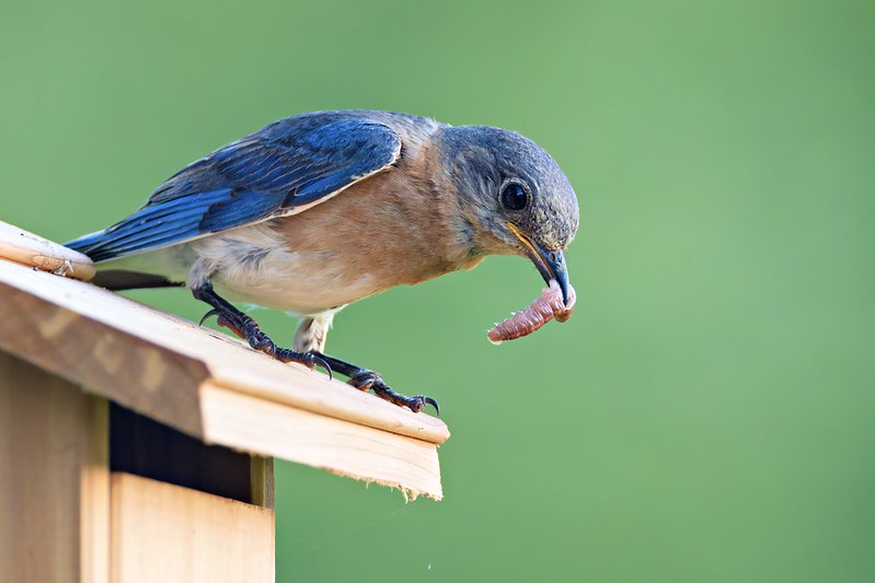 Eastern Bluebird perched on birdhouse roof holding a caterpillar in its beak to feed chicks from the second pair.