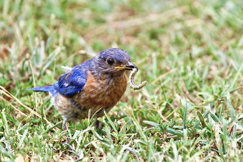 Eastern Bluebird standing in grass with a caterpillar in its beak, preparing to deliver food to its young.