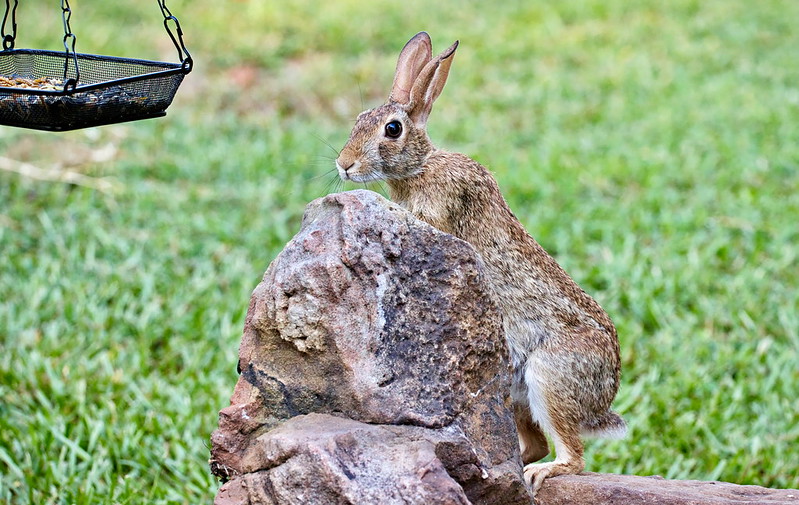 Eastern Cottontail rabbit standing on a rock, reaching toward a hanging bird feeder in an Arkansas backyard.