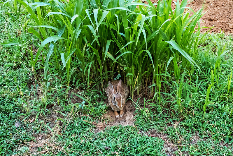 Eastern Cottontail rabbit sitting in a shallow trench under tall green grass at the edge of a backyard garden in Arkansas.