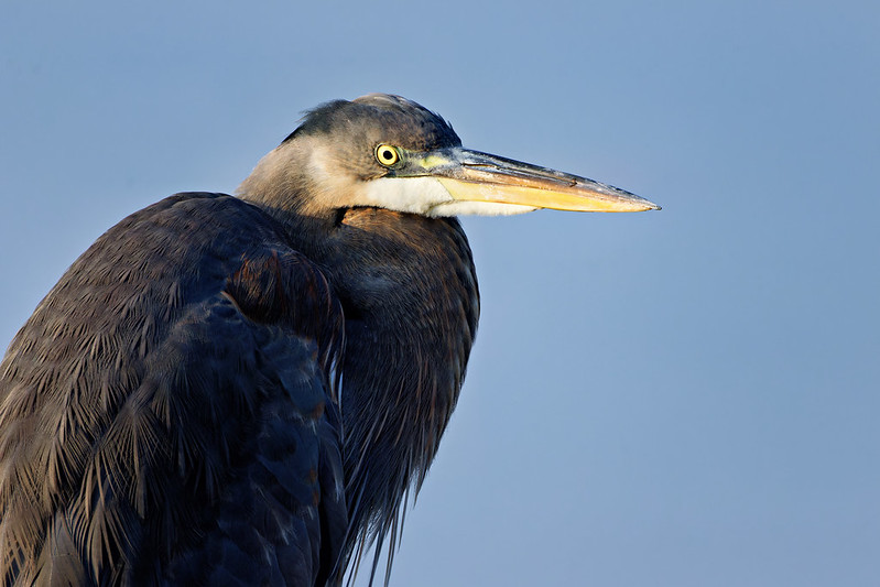 Close-up of a Great Blue Heron with yellow eye and long bill, feathers dark against a smooth blue background.