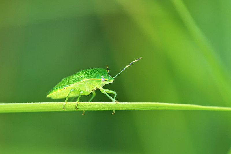 Close-up of a bright green stink bug with banded antennae walking along a blade of grass, captured at Sequoyah National Wildlife Refuge.