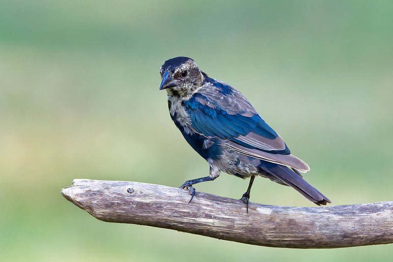 uvenile Brown-headed Cowbird perched on a branch with patchy brown and blue molting feathers.