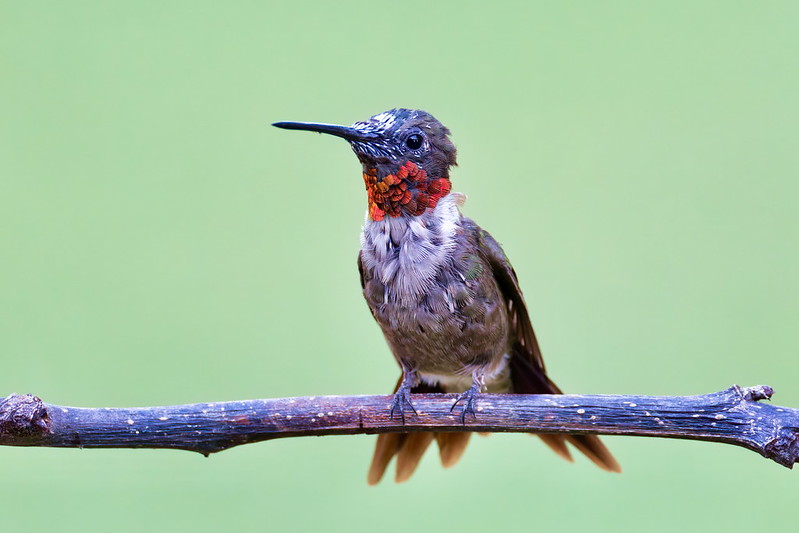 Molting Ruby-throated Hummingbird perched in backyard with patchy feathers and red gorget visible