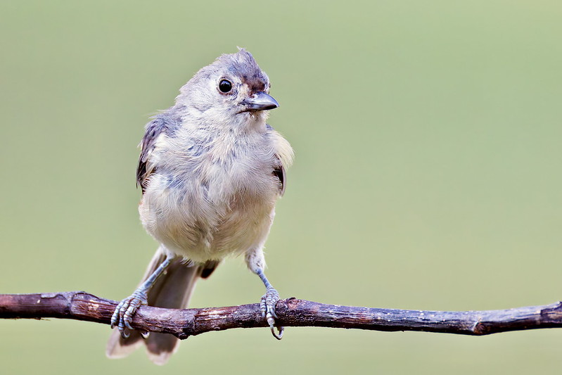 Front view of a molting Tufted Titmouse with missing crest feathers perched on a thin branch.