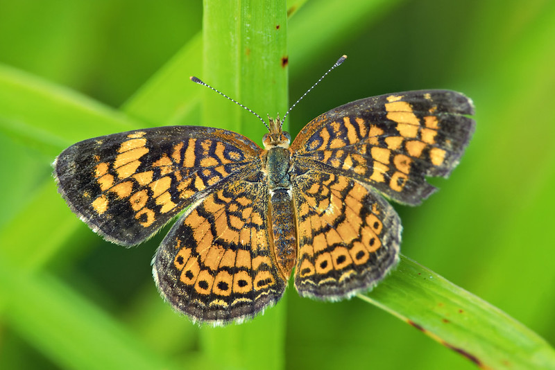 Pearl Crescent butterfly with orange and black patterned wings resting on green grass at Sequoyah National Wildlife Refuge