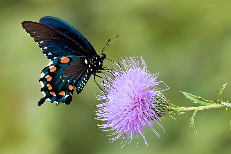 Close-up of a Pipevine Swallowtail butterfly with blue and orange spotted wings perched on a purple thistle flower in Arkansas.