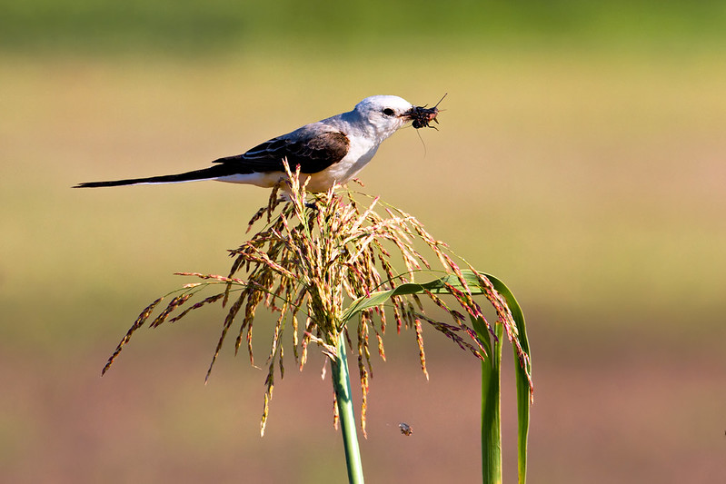 Scissor-tailed Flycatcher catching a cricket in its beak after flipping it into the air.
