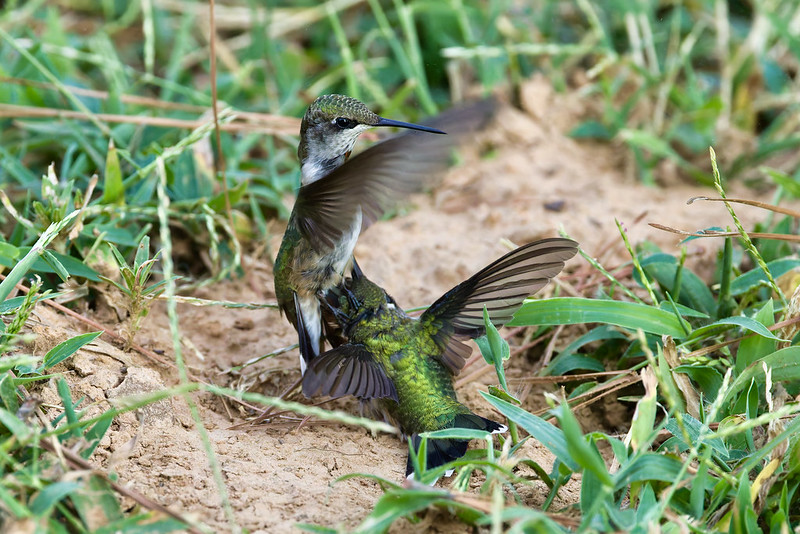 Two Ruby-throated Hummingbirds fighting on the ground, with one bird pressing the other down.