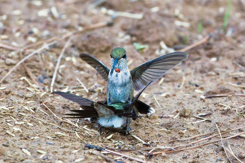 Ruby-throated Hummingbird standing on another hummingbird, wings spread, appearing to pin its rival’s head down during a territorial fight on the ground.