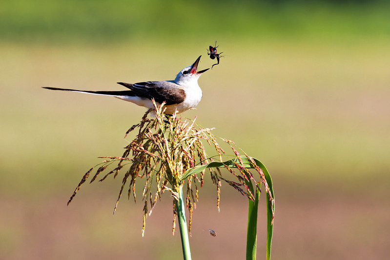 Scissor-tailed Flycatcher mid-action flipping a cricket above its beak while perched on a grass stem.