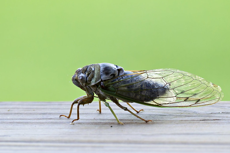 Dog-day Cicada side profile with clear wings and greenish veins on a blurred green background.