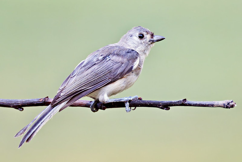 Tufted Titmouse with missing crest feathers due to molting, perched on a thin branch against a green background.