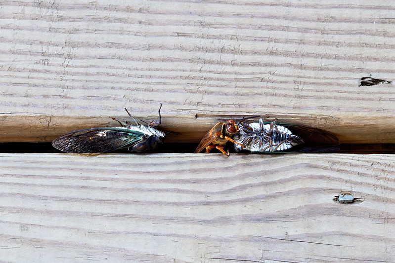 Cicada killer wasp with two paralyzed cicadas, one partly wedged in a gap between wooden deck boards.