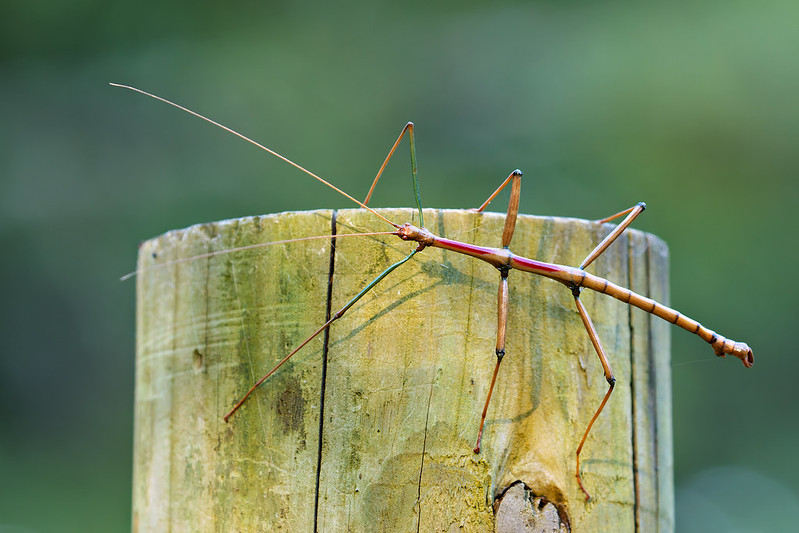 Walking Stick Insect camouflaged on a wooden fence post in Arkansas, photographed with natural light.
