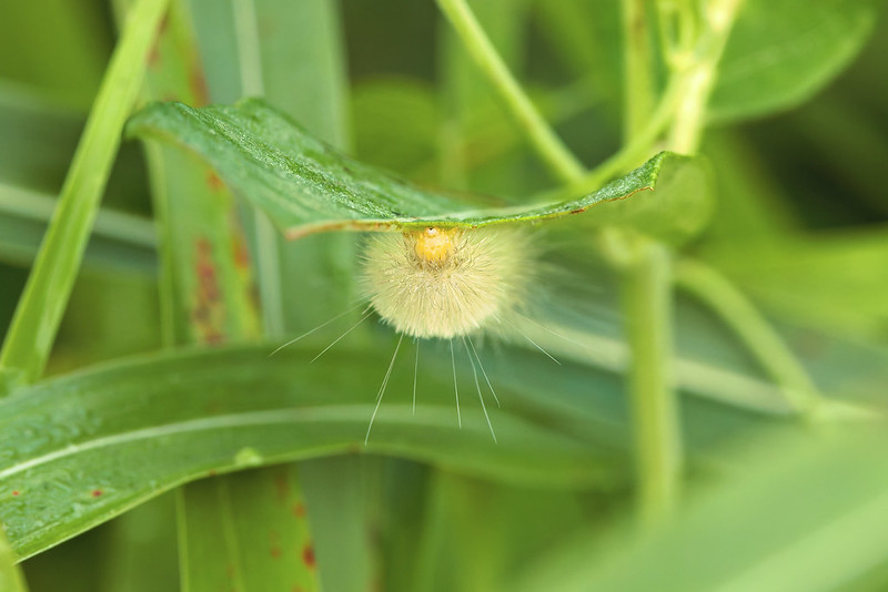 Close-up of a Yellow Woolly Bear Caterpillar with long hairs peeking out from under a green leaf, photographed at Sequoyah NWR in Oklahoma.