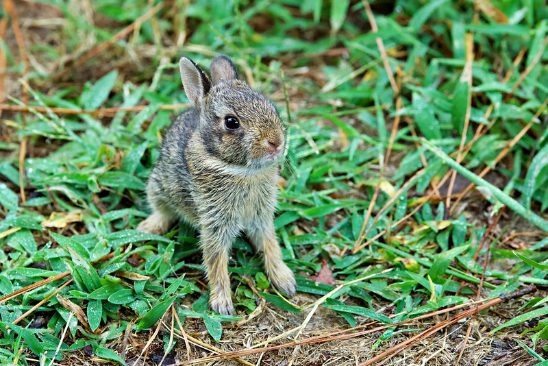 Juvenile Eastern Cottontail Rabbit sitting in green, dew-covered grass in an Arkansas yard on an August morning.