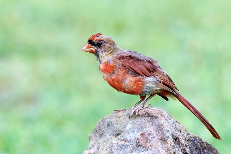 Young Northern Cardinal mid-molt with a mix of juvenile and red feathers, perched on a rock in Arkansas backyard.